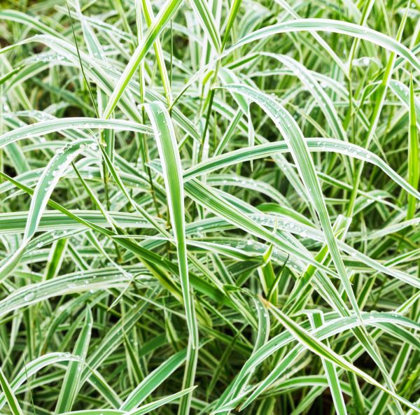 Japaninsara, Ruukkutaimi